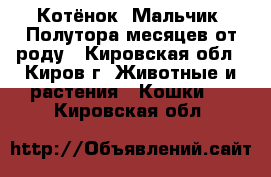 Котёнок. Мальчик. Полутора месяцев от роду - Кировская обл., Киров г. Животные и растения » Кошки   . Кировская обл.